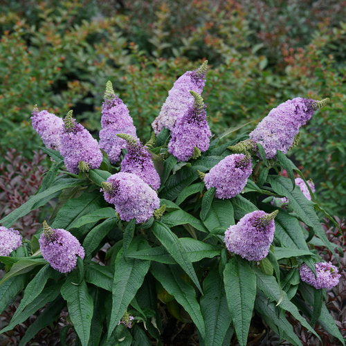 Proven Winners Pugster® Amethyst Butterfly Bush