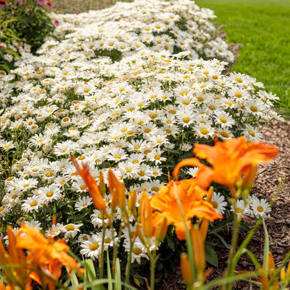 Proven Winners Amazing Daisies® Daisy May® Shasta Daisy