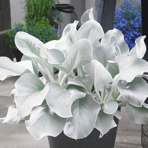 Proven Winners Angel Wings Sea Cabbage Senecio