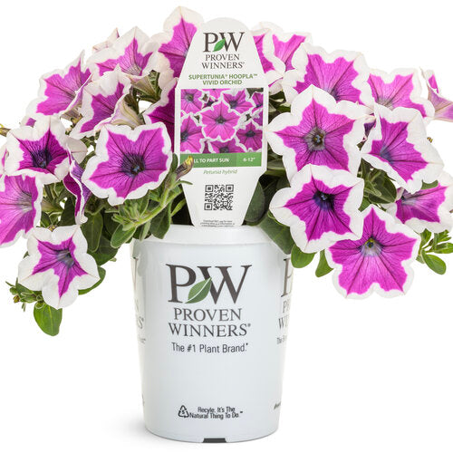 Proven Winners Supertunia® Hoopla™ Vivid Orchid