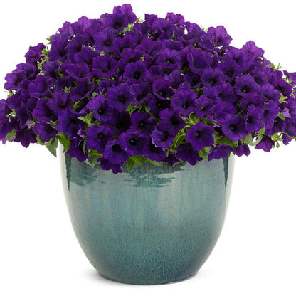 Proven Winners Supertunia Mini Vista Ultramarine