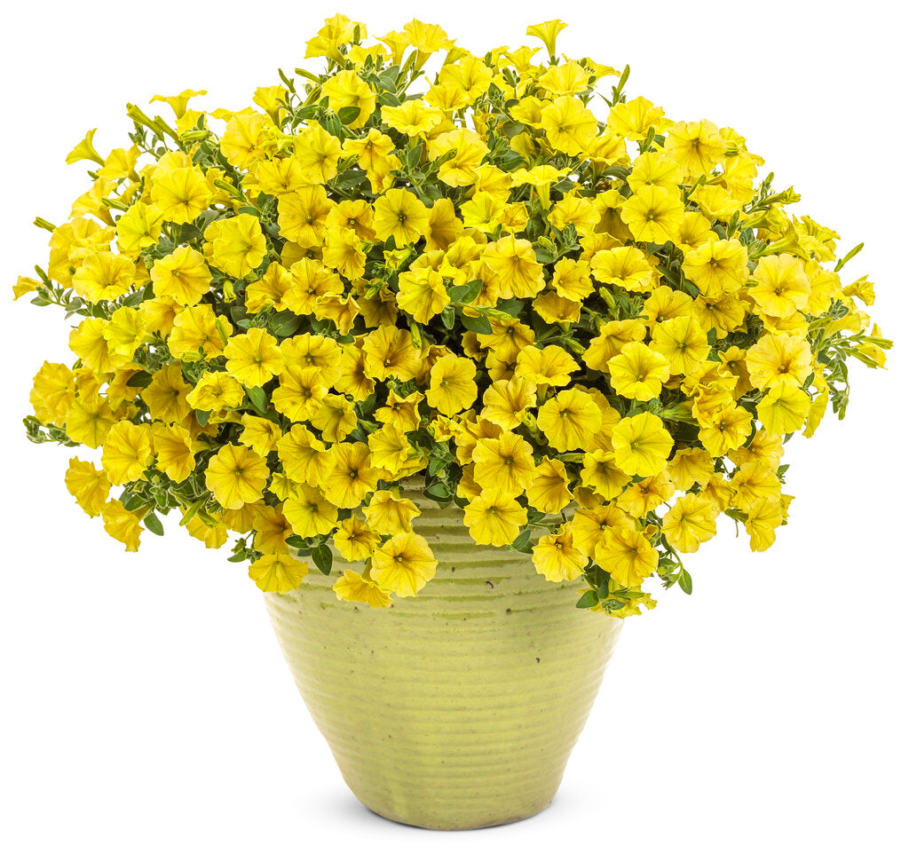 Proven Winners Supertunia Mini Vista® Yellow