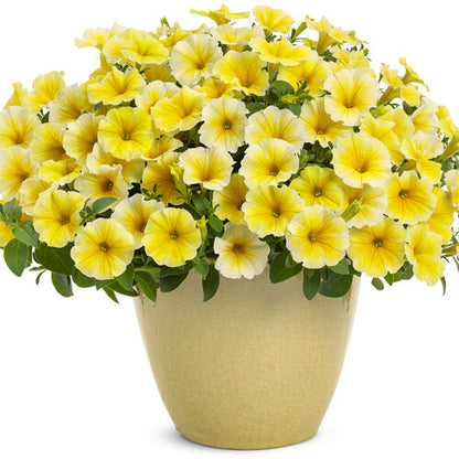 Proven Winners Supertunia® Saffron Finch™