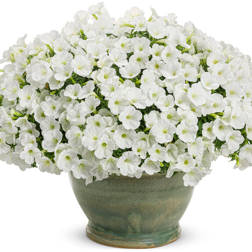 Proven Winners Supertunia Mini Vista® White