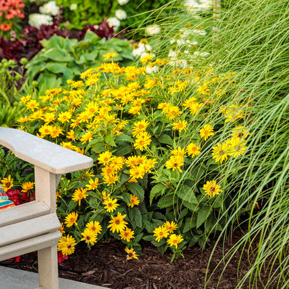 Proven Winners 'Tuscan Sun' (Perennial Sunflower) Heliopsis 1 Gallon