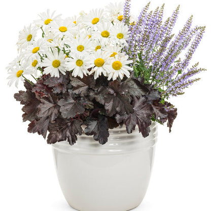 Proven Winners Amazing Daisies® Daisy May® Shasta Daisy