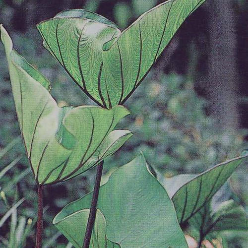 Proven Winners Coffee Cups Elephant's Ear (Perennial in Our Zone)