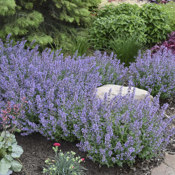 Proven Winners 'Cat's Meow' Nepeta