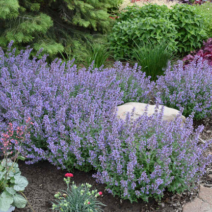 Proven Winners 'Cat's Meow' Nepeta