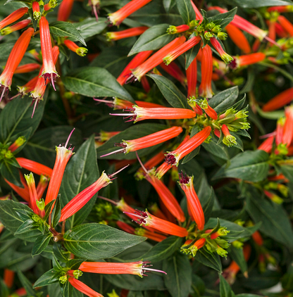 Proven Winners Vermillionaire® Large Firecracker Plant