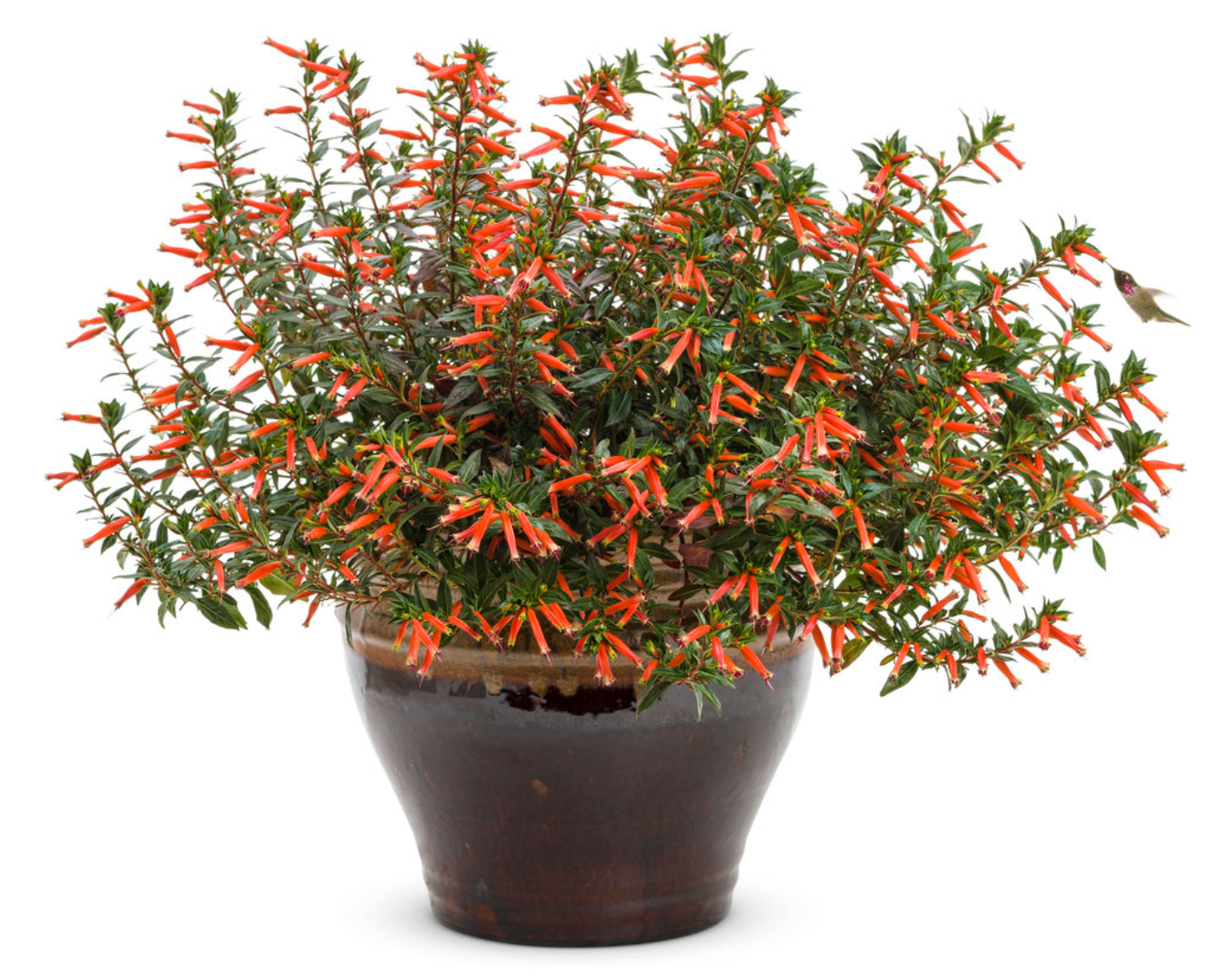 Proven Winners Vermillionaire® Large Firecracker Plant