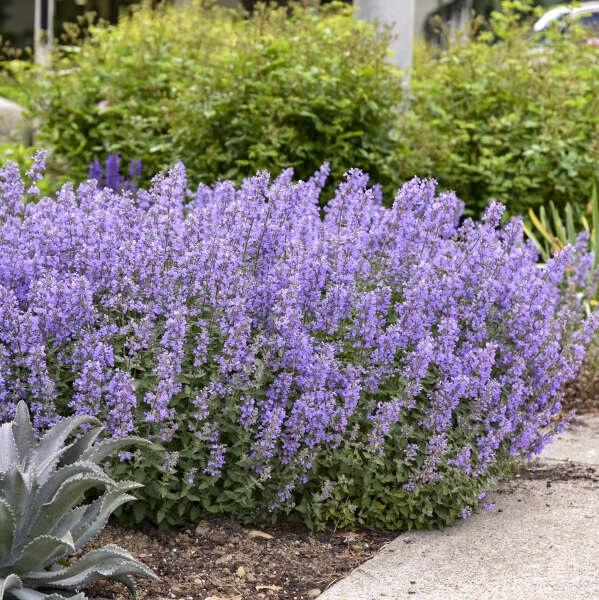 Proven Winners 'Cat's Meow' Nepeta