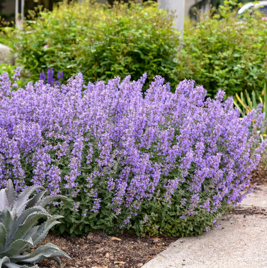 Proven Winners 'Cat's Meow' Nepeta