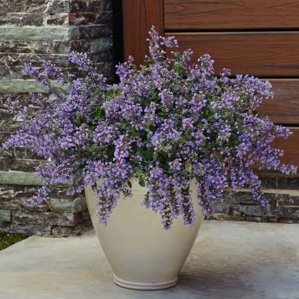 Proven Winners 'Cat's Meow' Nepeta