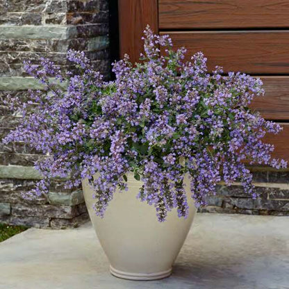 Proven Winners 'Cat's Meow' Nepeta